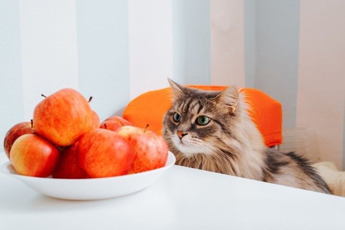 Frutas como maçã devem ser oferecidas em pequena quantidade e sem sementes (Imagem: Sergio Photone | Shutterstock) - (crédito: EdiCase) Frutas como maçã devem ser oferecidas em pequena quantidade e sem sementes (Imagem: Sergio Photone | Shutterstock) - (crédito: EdiCase)