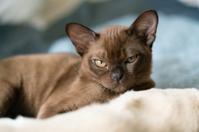 A inteligência é destaque entre algumas raças de gatos (Imagem: biggunsband | Shutterstock) - (crédito: EdiCase) A inteligência é destaque entre algumas raças de gatos (Imagem: biggunsband | Shutterstock) - (crédito: EdiCase)