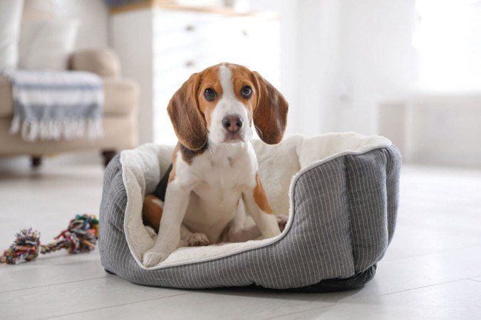 As quedas de cães e gatos são comuns, e os tutores precisam estar atentos aos sinais de desconforto (Imagem: New Africa | Shutterstock) - (crédito: EdiCase) As quedas de cães e gatos são comuns, e os tutores precisam estar atentos aos sinais de desconforto (Imagem: New Africa | Shutterstock) - (crédito: EdiCase)