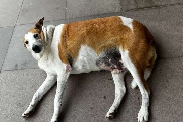 Silveira, cachorro da UFSM -  (crédito: Reprodução/Redes sociais)