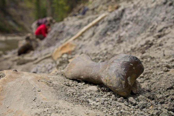 Um osso do quadril de um Paquirinossauro é uma das milhares de descobertas no riacho - (crédito: Kevin Church / BBC) Um osso do quadril de um Paquirinossauro é uma das milhares de descobertas no riacho - (crédito: Kevin Church / BBC)