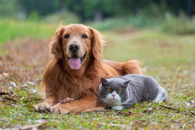 A transfusão de sangue pode ajudar a salvar a vida do seu animal de estimação (Imagem: Chendongshan | Shutterstock) - (crédito: EdiCase) A transfusão de sangue pode ajudar a salvar a vida do seu animal de estimação (Imagem: Chendongshan | Shutterstock) - (crédito: EdiCase)