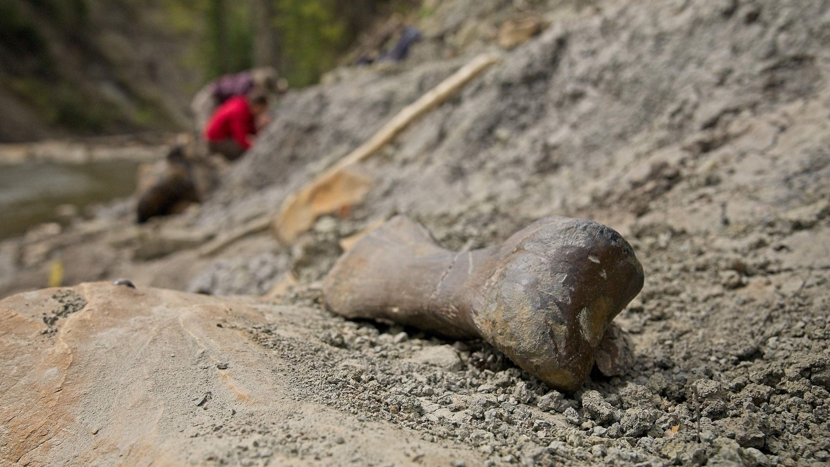 Um osso do quadril de um Paquirinossauro é uma das milhares de descobertas no riacho -  (crédito: Kevin Church / BBC)