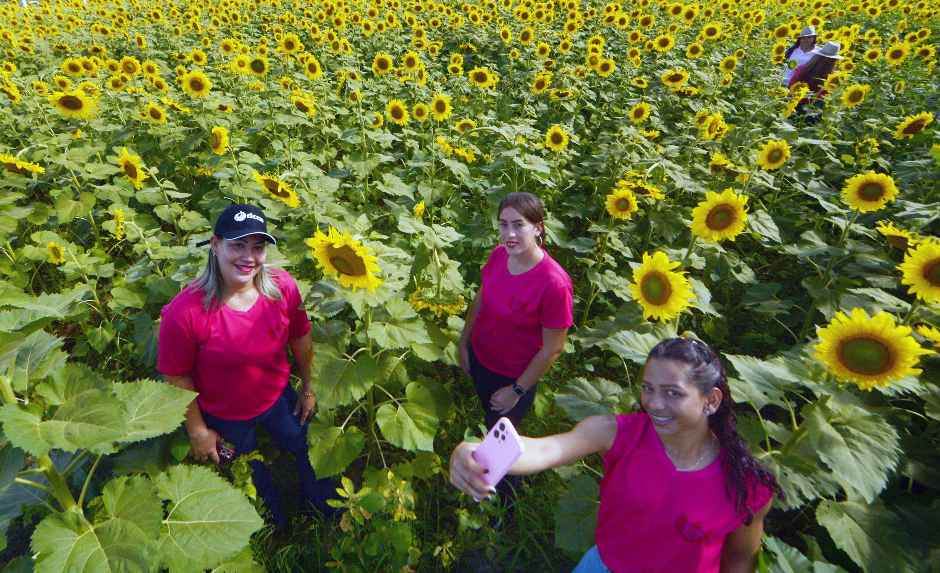 Cleo Soares (de boné), Carol Gomes e Tatiele Alves em meio à plantação de girassóis que enfeitam a AgroBrasília  