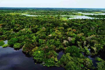 De acordo com o Programa das Nações Unidas para o Meio Ambiente (PNUMA), a Floresta Amazônica tem uma área de 6,92 milhões de quilômetros quadrados, ocupando 40% do território da América do Sul. 
 -  (crédito: Reprodução do X @abcdusp)