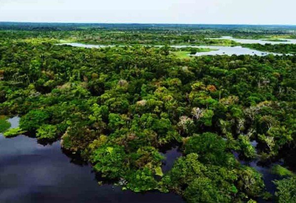 De acordo com o Programa das Nações Unidas para o Meio Ambiente (PNUMA), a Floresta Amazônica tem uma área de 6,92 milhões de quilômetros quadrados, ocupando 40% do território da América do Sul. 
