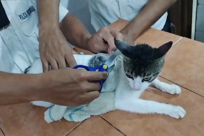 Gato flagrado tentando contrabandear drogas para uma prisão costarriquenha em Limón, em 20 de maio de 2025 - (crédito: Divulgação/Ministério da Paz e Justiça Social da Costa Rica/AFP) Gato flagrado tentando contrabandear drogas para uma prisão costarriquenha em Limón, em 20 de maio de 2025 - (crédito: Divulgação/Ministério da Paz e Justiça Social da Costa Rica/AFP)
