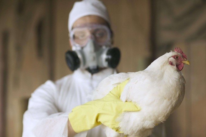 Gripe aviária já infectou um grande número de vacas nos EUA, com casos registrados em mais de mil rebanhos leiteiros - (crédito: Getty Images) Gripe aviária já infectou um grande número de vacas nos EUA, com casos registrados em mais de mil rebanhos leiteiros - (crédito: Getty Images)