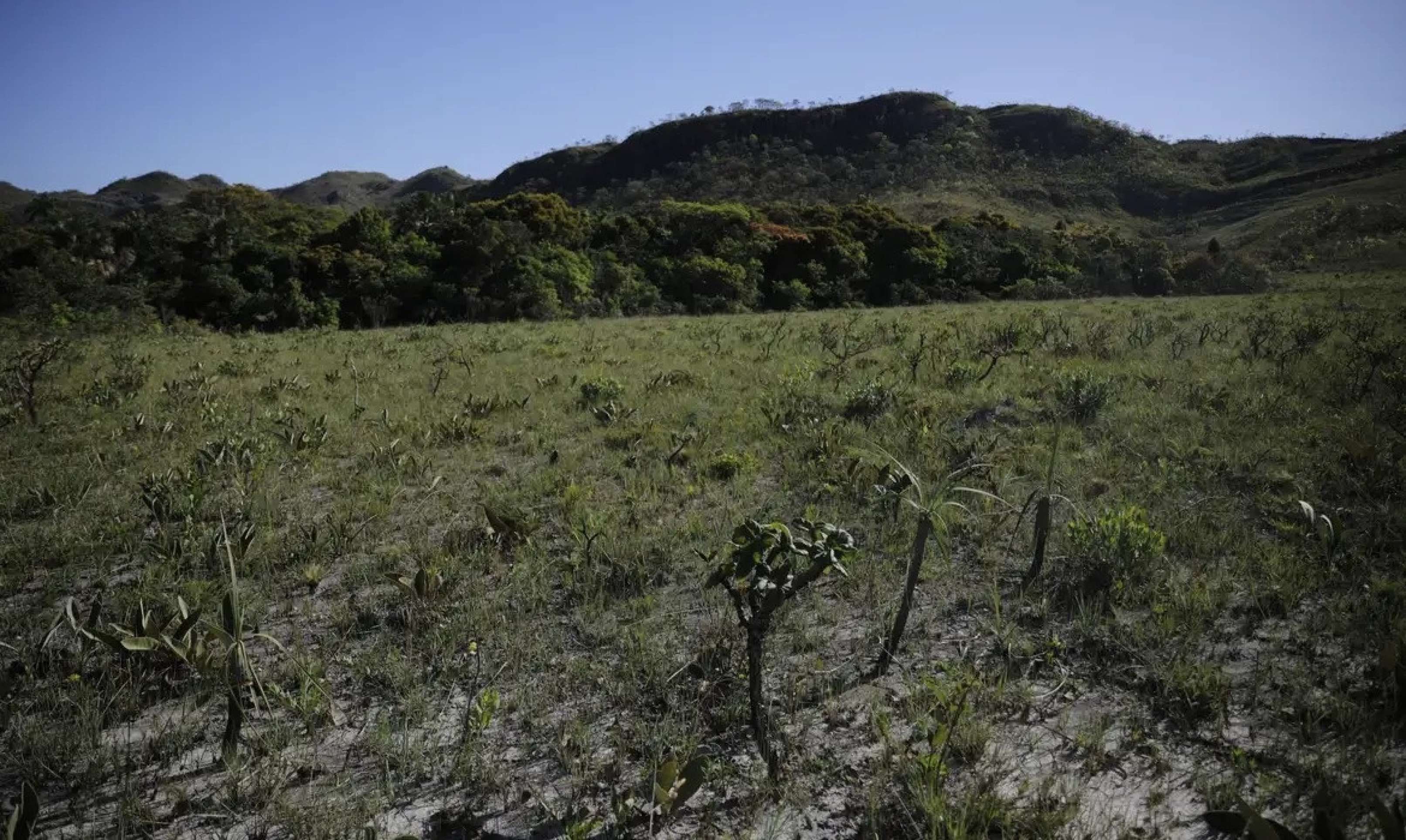 Cinco frigoríficos aderem ao Protocolo do Cerrado, revela pesquisa de ONG Cinco frigoríficos aderem ao Protocolo do Cerrado, revela pesquisa de ONG