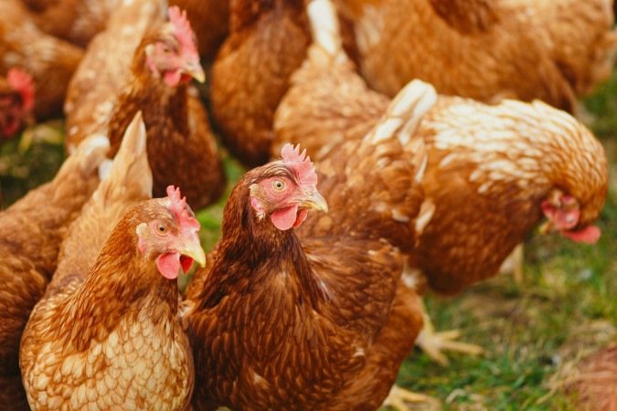 Atualmente, não há casos confirmados ou investigados da griupe aviária no DF - (crédito: Agência Brasília) Atualmente, não há casos confirmados ou investigados da griupe aviária no DF - (crédito: Agência Brasília)