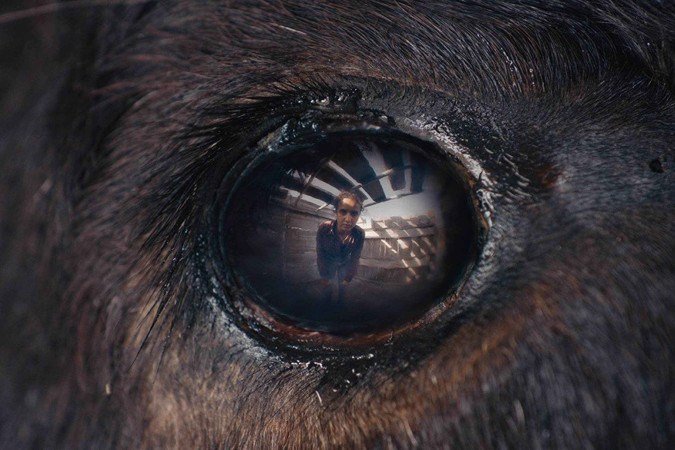 Animale: fragilidades humanas compensadas pela força do animal - (crédito: June Films/ divulgação) Animale: fragilidades humanas compensadas pela força do animal - (crédito: June Films/ divulgação)