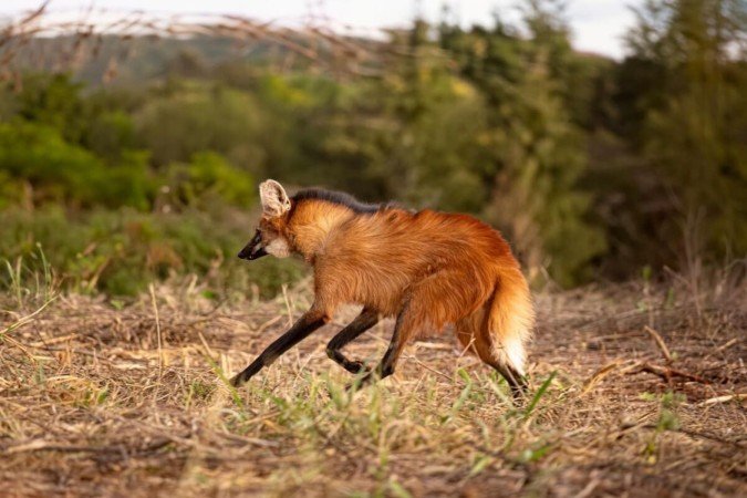 O lobo-guará se destaca por seu porte elegante, pelagem avermelhada e pernas longas (Imagem: Vinicius R. Souza | Shutterstock) - (crédito: EdiCase) O lobo-guará se destaca por seu porte elegante, pelagem avermelhada e pernas longas (Imagem: Vinicius R. Souza | Shutterstock) - (crédito: EdiCase)
