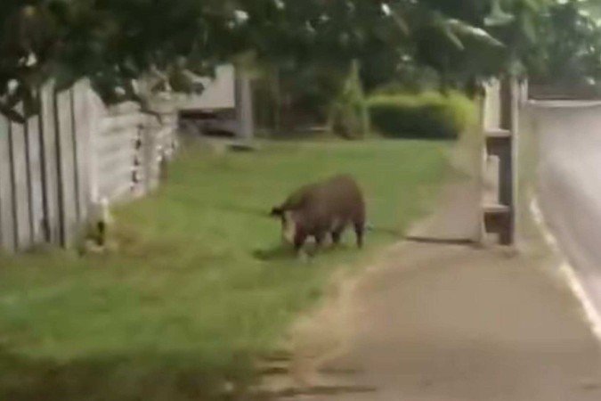Os jovens se depararam com o animal vagando sozinho, próximo à QE 46
- (crédito: Cedido ao Correio) Os jovens se depararam com o animal vagando sozinho, próximo à QE 46
- (crédito: Cedido ao Correio)