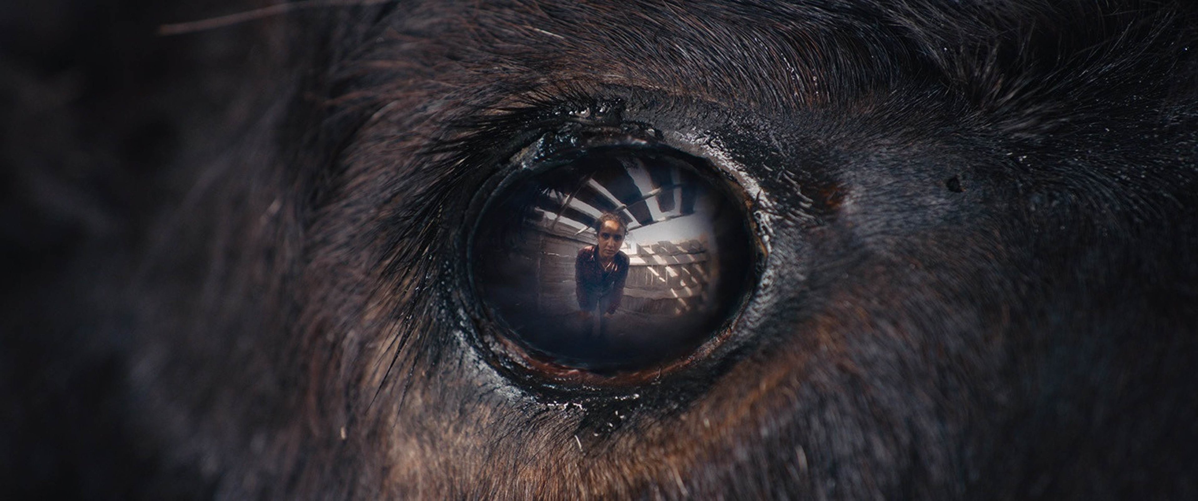 Existência arredia: confira a crítica de 'Animale', sobre touradas Existência arredia: confira a crítica de 'Animale', sobre touradas