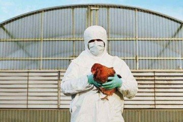 O sintoma mais frequente relacionado ao vírus H5N1 é a irritação nos olhos -  (crédito: Getty Images)