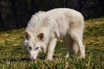 Filhote de lobo-terrível tem cinco meses atualmente  -  (crédito: Colossal Biosciences)