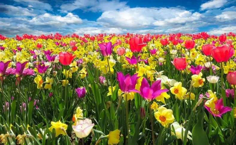As flores trazem mensagem de paz e afeto. E atraem pela beleza e pelo perfume. Em todo o mundo, já foram catalogadas quase 370 mil espécies de plantas que dão flores. Mas todo cuidado é necessário para preservá-las.  -  (crédito: Gerhard por Pixabay )
