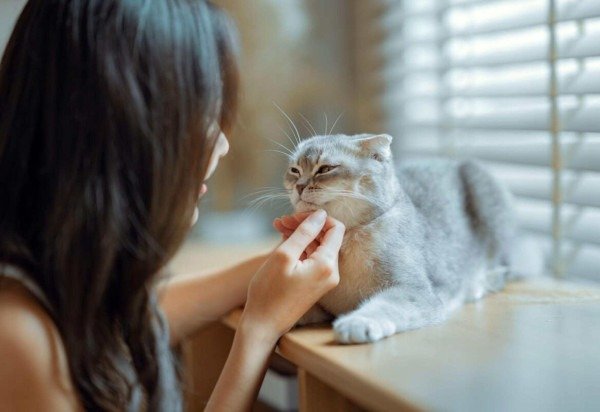 EdiCase