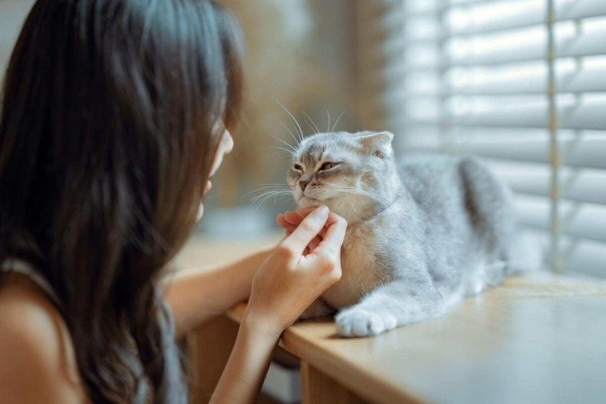 Certos gatos se destacam por serem mais dóceis (Imagem: oatawa | Shutterstock) - (crédito: EdiCase) Certos gatos se destacam por serem mais dóceis (Imagem: oatawa | Shutterstock) - (crédito: EdiCase)