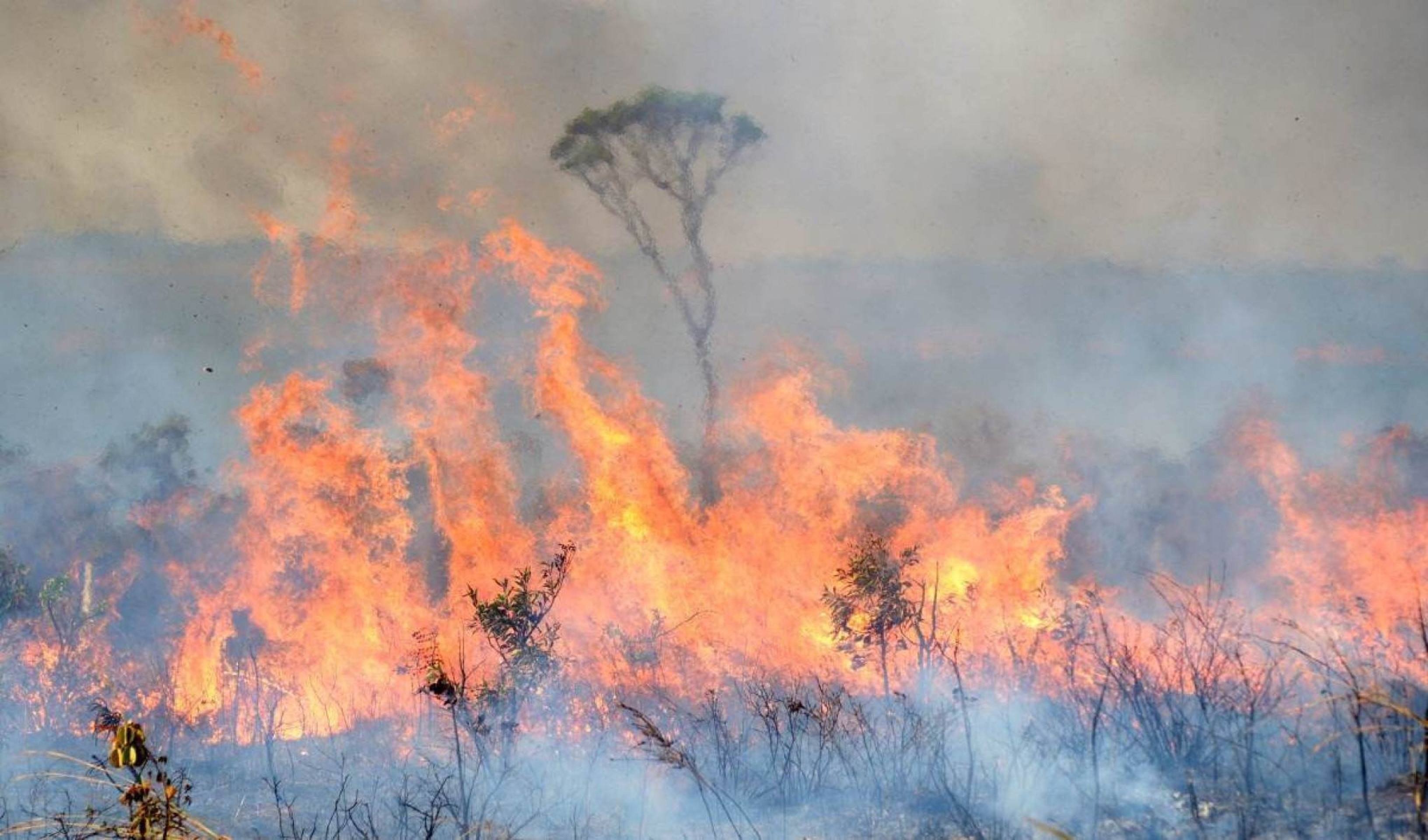 Até quando o Cerrado vai resistir? Especialistas alertam sobre riscos