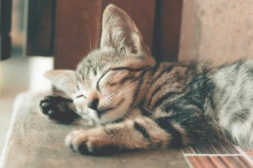 Dormir -  (crédito: Pexels)