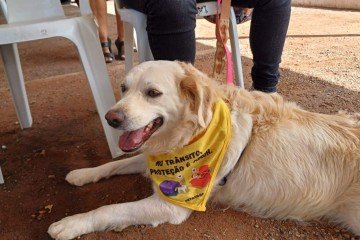 O evento será feito no estacionamento da Cobasi de águas Claras, das 9h às 13h -  (crédito: Agência Brasília)