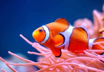 A pesquisa teve lugar na baía de Kimbe, em Papua-Nova Guiné – uma área fundamental para a biodiversidade marinha -  (crédito: Getty Images)