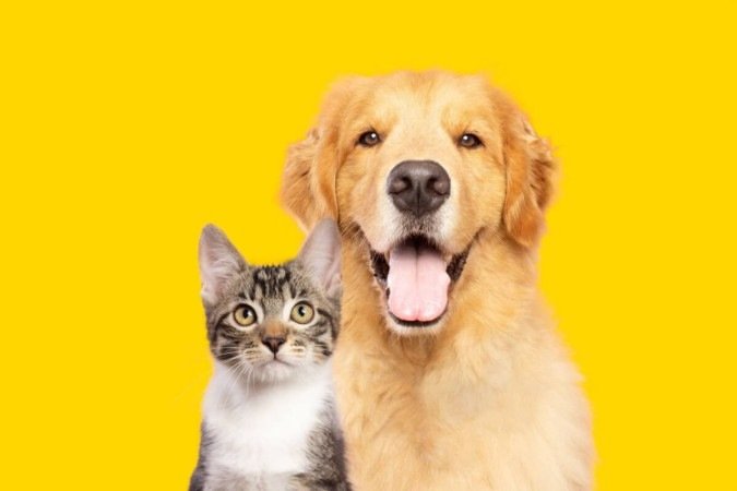 As doenças renais afetam uma parcela significativa da população de pets (Imagem: Vinicius Florio | Shutterstock) - (crédito: EdiCase) As doenças renais afetam uma parcela significativa da população de pets (Imagem: Vinicius Florio | Shutterstock) - (crédito: EdiCase)
