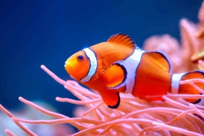 A pesquisa teve lugar na baía de Kimbe, em Papua-Nova Guiné – uma área fundamental para a biodiversidade marinha - (crédito: Getty Images) A pesquisa teve lugar na baía de Kimbe, em Papua-Nova Guiné – uma área fundamental para a biodiversidade marinha - (crédito: Getty Images)