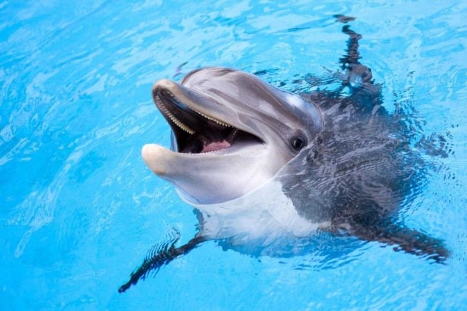 Alguns animais parecem estar naturalmente sorrindo (Imagem: Irina No | Shutterstock) - (crédito: EdiCase) Alguns animais parecem estar naturalmente sorrindo (Imagem: Irina No | Shutterstock) - (crédito: EdiCase)
