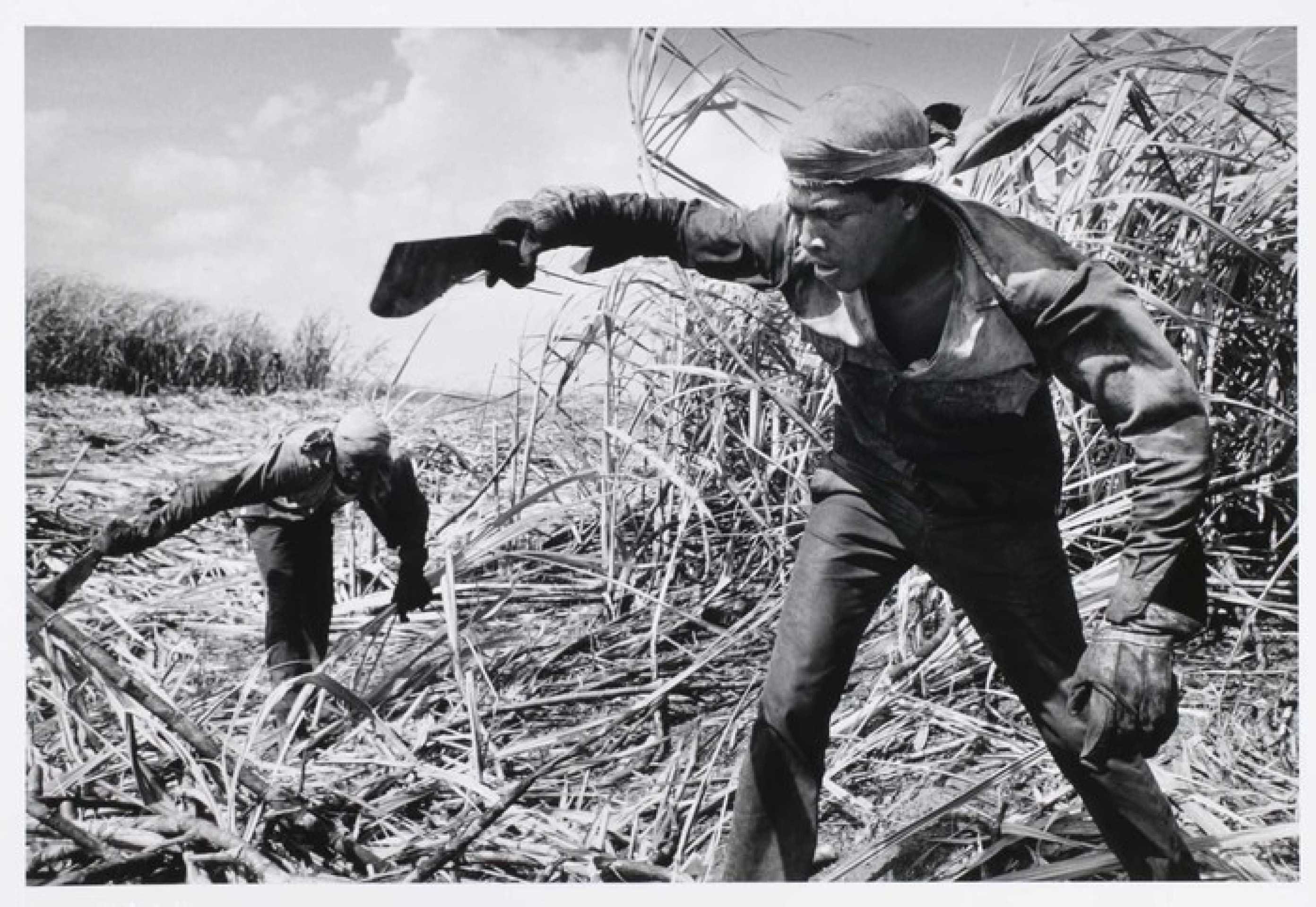 As brigadas de corte de açúcar trabalham em regiões e campos onde as máquinas são impraticáveis. Mais de um terço da produção cubana é cortada manualmente, e os trabalhadores recebem bônus especiais.