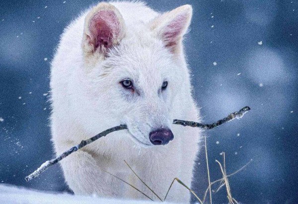 Colossal Biosciences