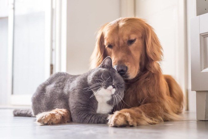 Existem raças de cachorro que tem o perfil ideal para viver com gatos (Imagem: Chendongshan | Shutterstock) - (crédito: EdiCase) Existem raças de cachorro que tem o perfil ideal para viver com gatos (Imagem: Chendongshan | Shutterstock) - (crédito: EdiCase)