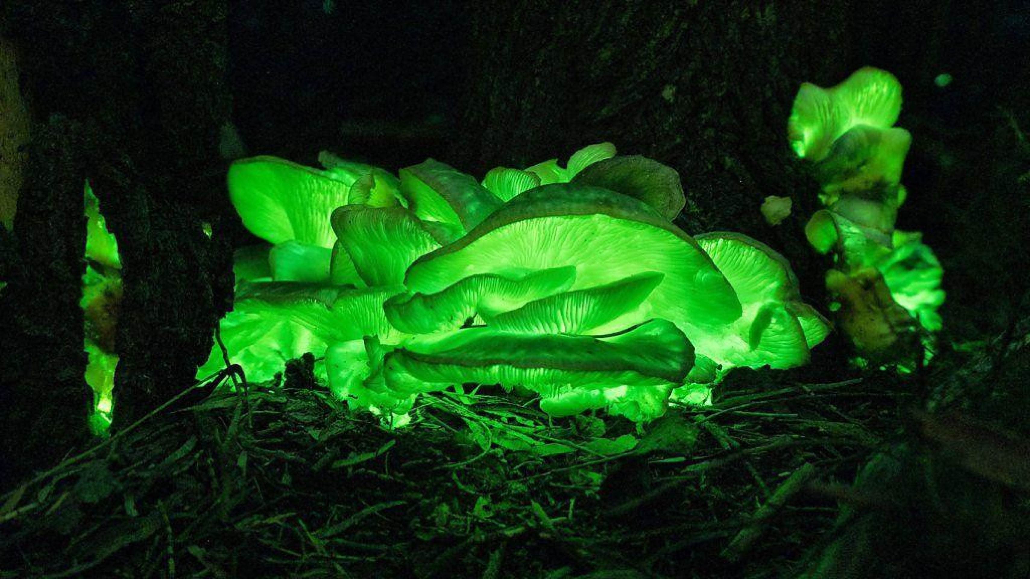 A região australiana de Illawarra é um ímã para os fenômenos brilhantes, devido à baixa poluição luminosa e alta umidade -  (crédito: David Finlay)