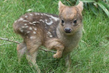 Pudu -  (crédito: Fundación Temaikèn Buenos Aires)