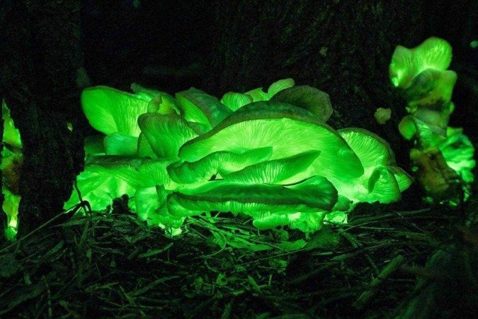 A região australiana de Illawarra é um ímã para os fenômenos brilhantes, devido à baixa poluição luminosa e alta umidade - (crédito: David Finlay) A região australiana de Illawarra é um ímã para os fenômenos brilhantes, devido à baixa poluição luminosa e alta umidade - (crédito: David Finlay)