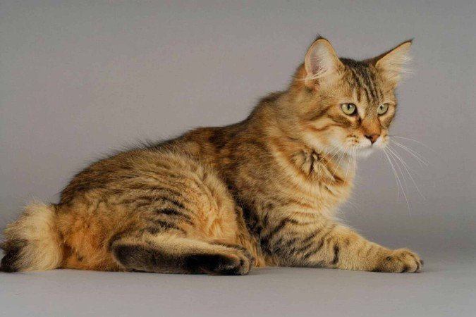 O gato pixie-bob tem um visual selvagem, mas um temperamento adequado para a vida em família (Imagem: COULANGES
| Shutterstock)  -  (crédito: EdiCase)