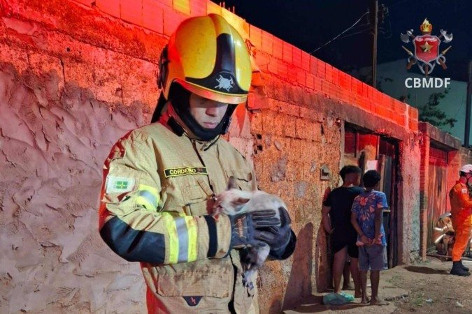 Quatro gatos foram resgatados. Um não resistiu e outros três foram levados para clínica veterinária - (crédito: CBMDF) Quatro gatos foram resgatados. Um não resistiu e outros três foram levados para clínica veterinária - (crédito: CBMDF)