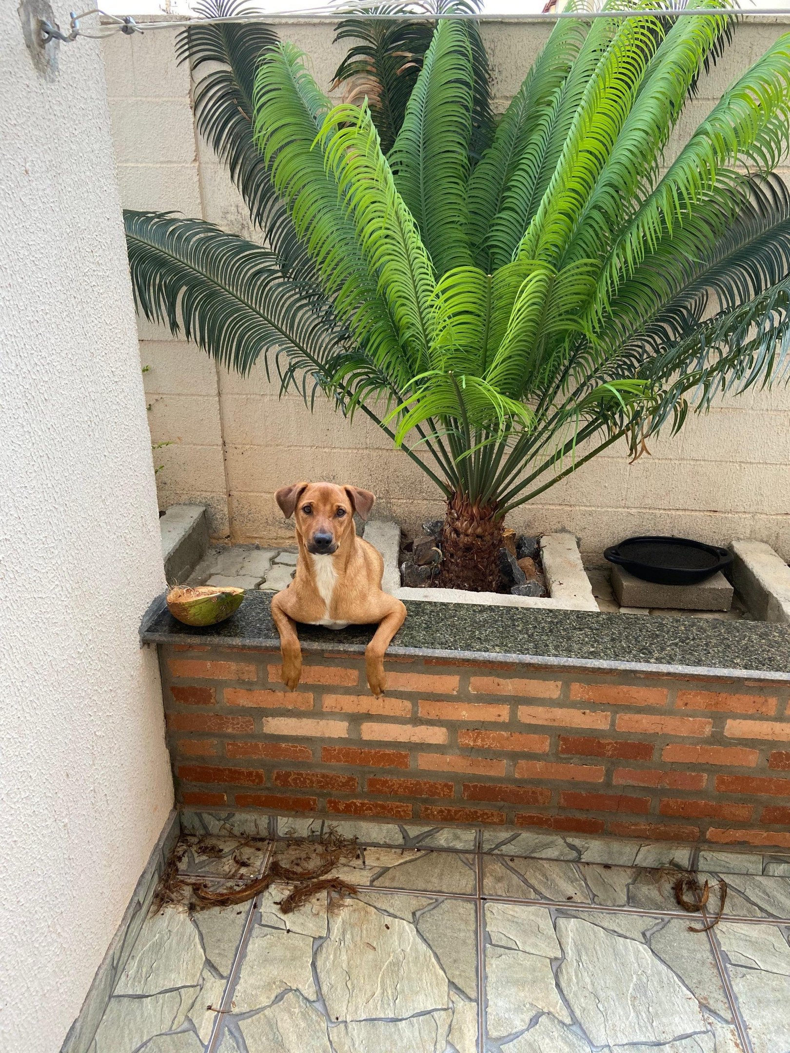 Vitória possui uma mancha branca no peito