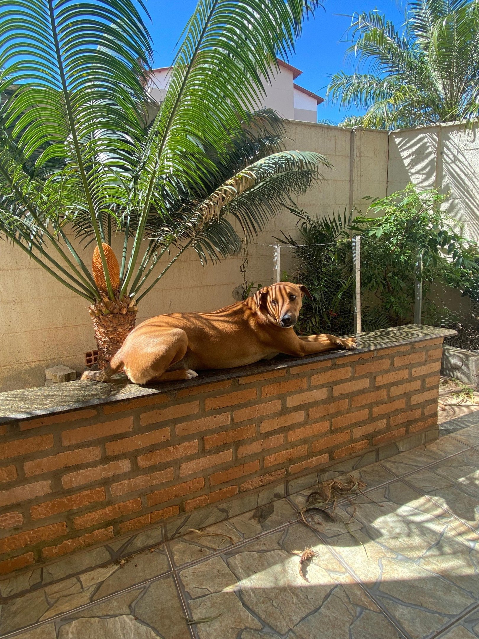 Segundo Orizon, ela se soltou da guia ao tentar fugir assustada com o barulho de balões sendo estourados