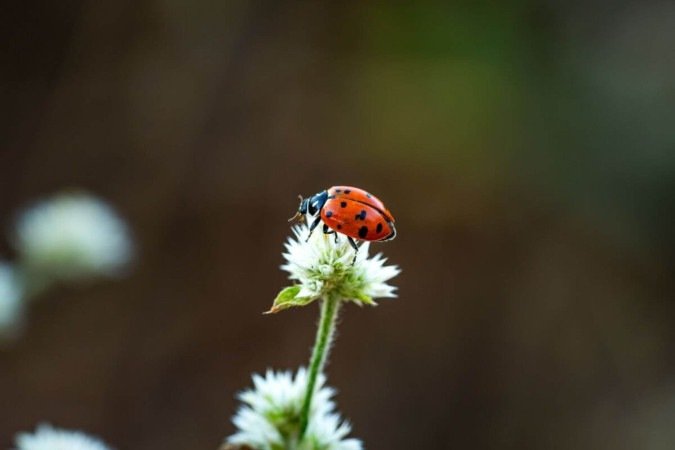 As joaninhas têm uma vida cheia de curiosidades e são muito importantes para o equilíbrio dos ecossistemas (Imagem: FotografoObstinado | Shutterstock) - (crédito: EdiCase) As joaninhas têm uma vida cheia de curiosidades e são muito importantes para o equilíbrio dos ecossistemas (Imagem: FotografoObstinado | Shutterstock) - (crédito: EdiCase)