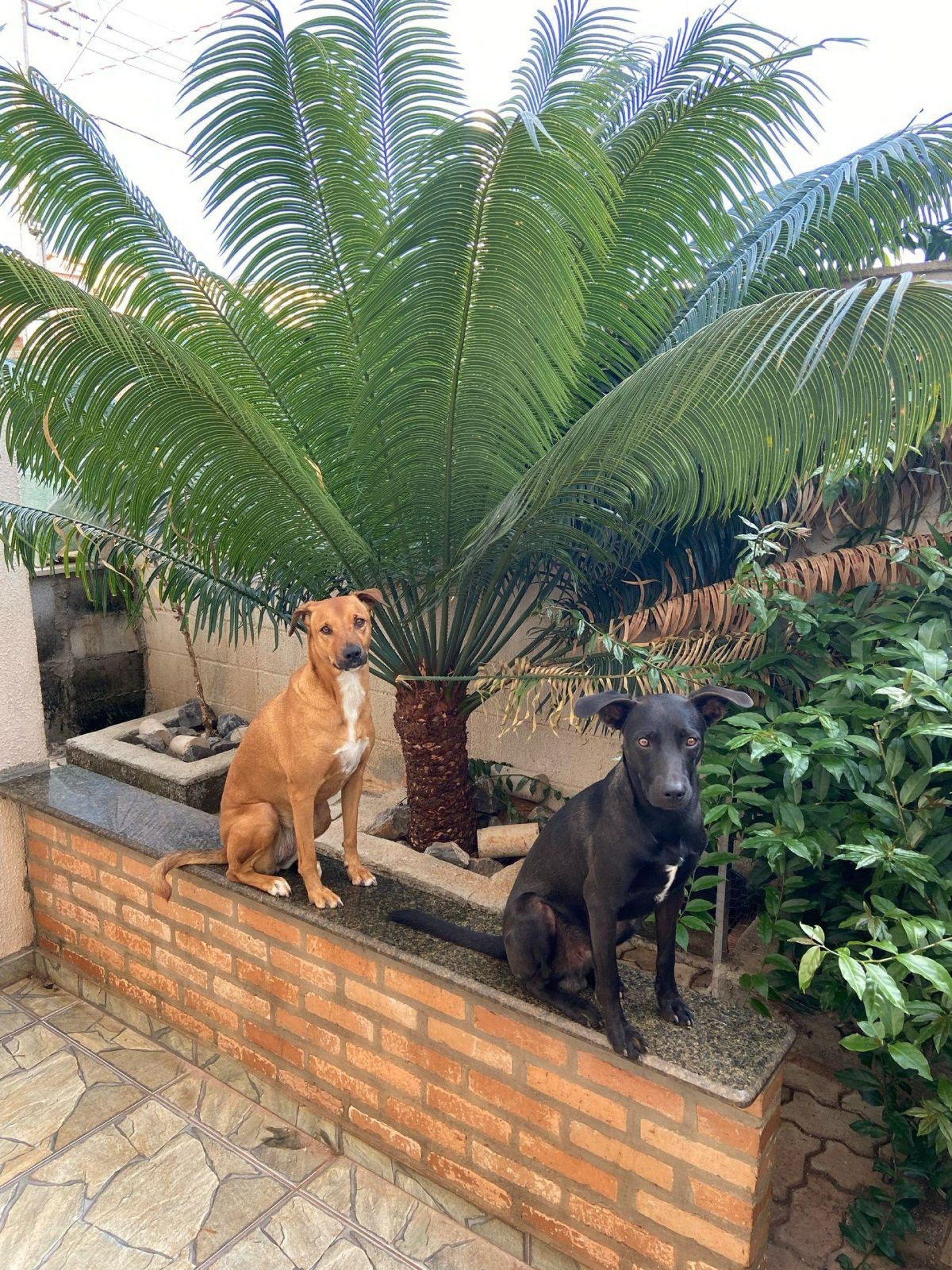 Vitória à esquerda, e seu companheiro, Campeão, à direita