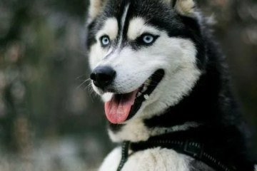 Conheça a história e os cuidados essenciais com o husky siberiano
 -  (crédito: Reprodução/Internet)