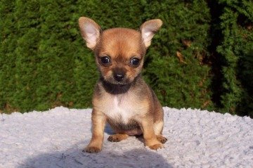 O responsável pegou o cachorro no colo e o colocou dentro do forno, antes de ligá-lo. Ele ainda travou a entrada do objeto para que o animalzinho não fugisse -  (crédito: pixabay)