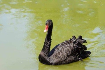 Contaminação, em Mateus Leme, de um cisne negro por gripe aviaria faz governo decretar estado de emergência sanitária -  (crédito: Canva)