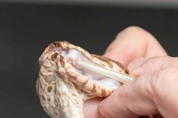 Espécime de cobra-da-morte cresceu terceira presa funcional do lado direito da boca -  (crédito: Divulgação/Australian Reptile Park)