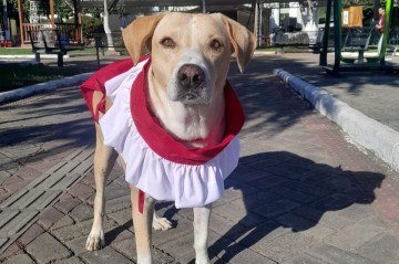 Amarelo apareceu na paróquia em 2019, ainda filhote, e foi acolhido com carinho pela comunidade. Os primeiros cuidados vieram do então pároco, padre Márcio Arthur, conhecido por sua afeição aos animais -  (crédito: Reprodução/Instagram/@fatinhagravina)