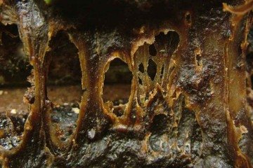 Própolis na colmeia 