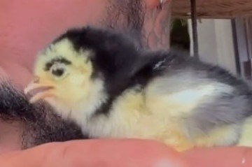 Graças a uma coincidência, a coloração preta se manifestou acima dos olhos, dando a impressão de que o pintinho tem sobrancelhas
 -  (crédito: Reprodução/Instagram)