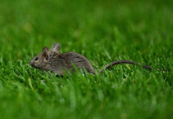 Foto: Justin Setterfield/Getty Images